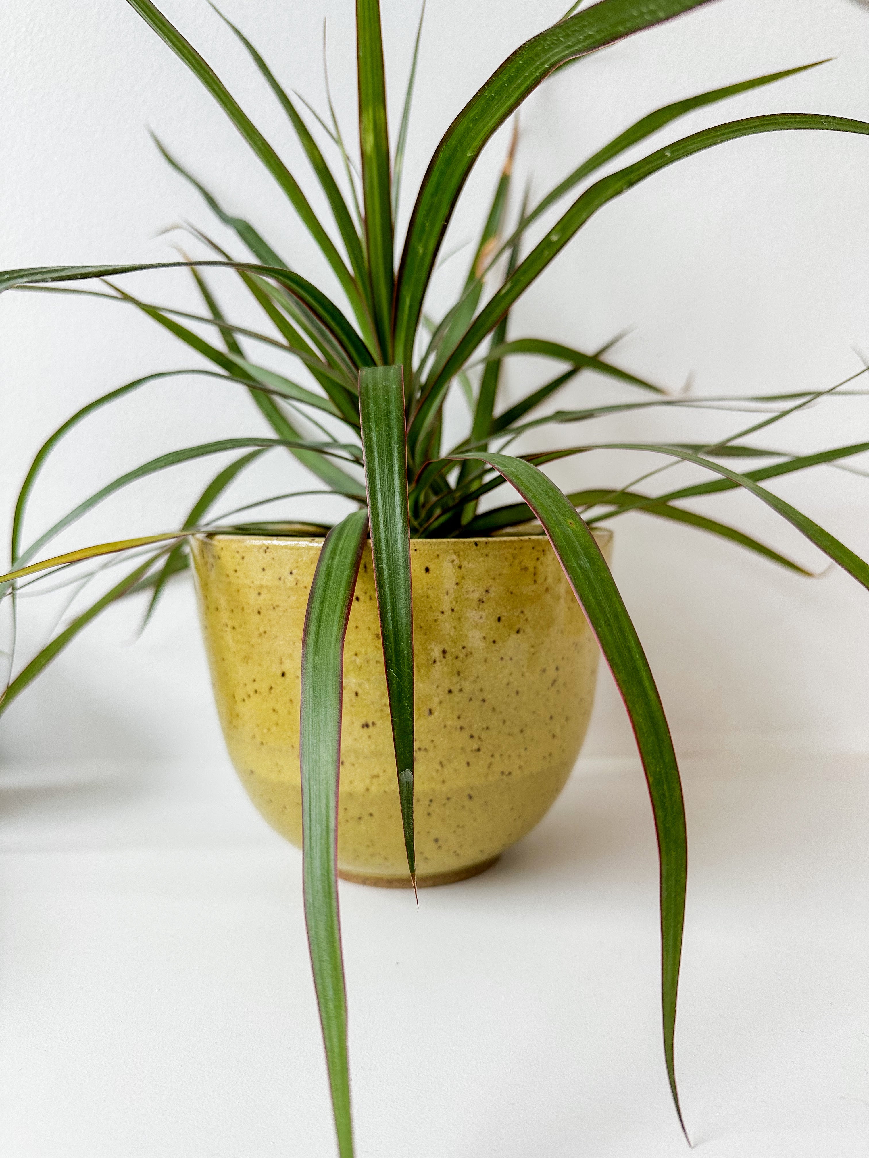 Yellow Stoneware Planter