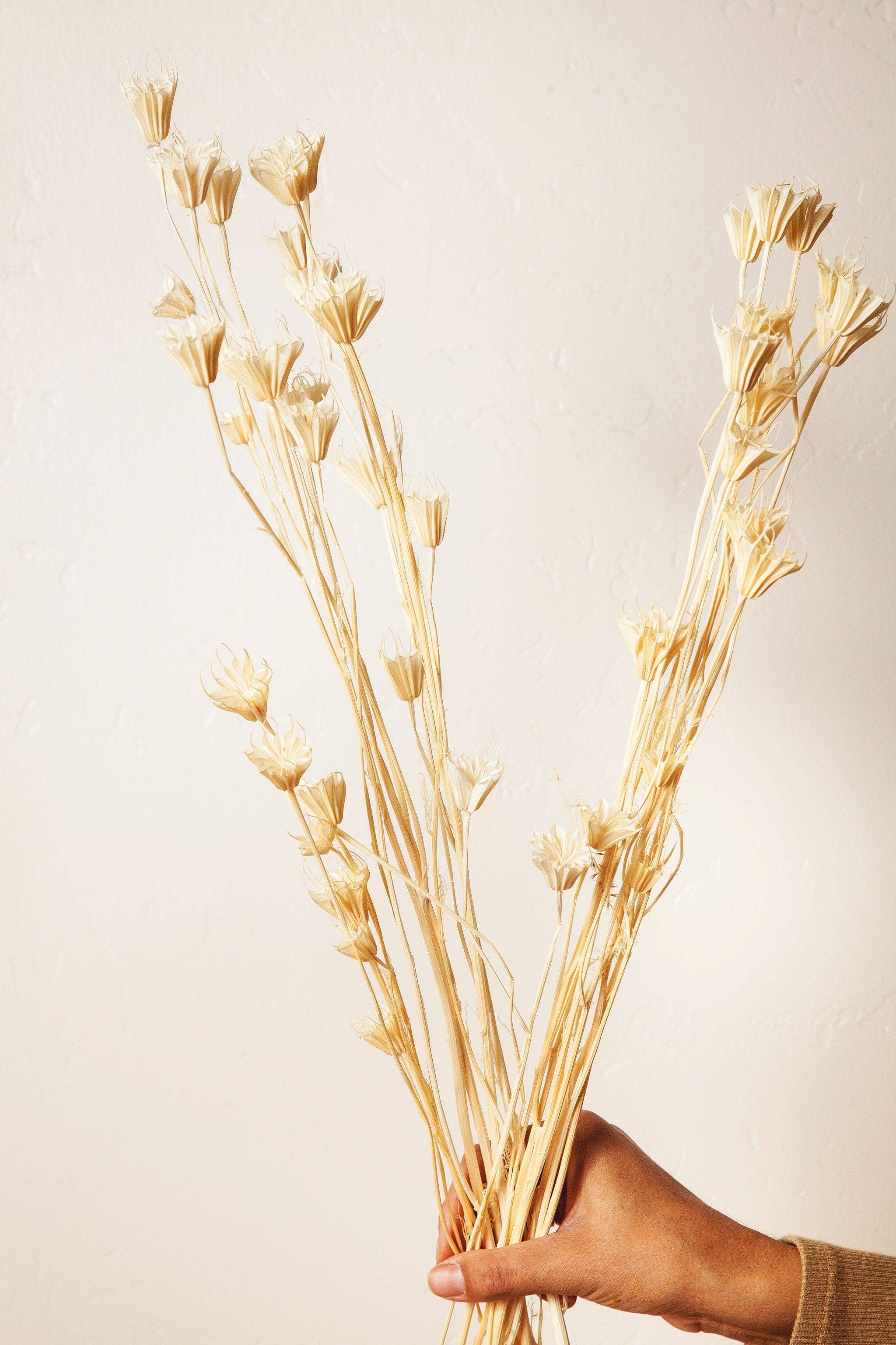 White Nigella