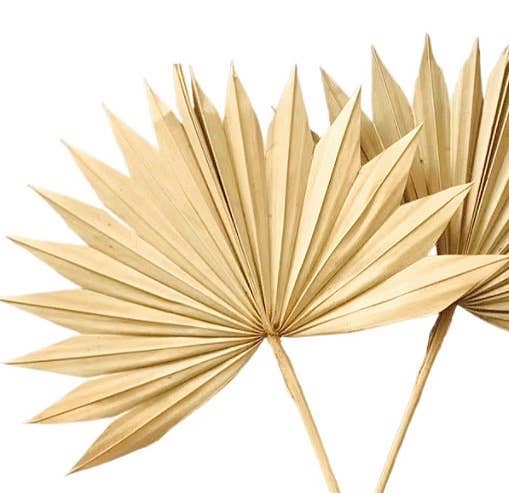 Dried Natural Palm Bunch - Sun Cut