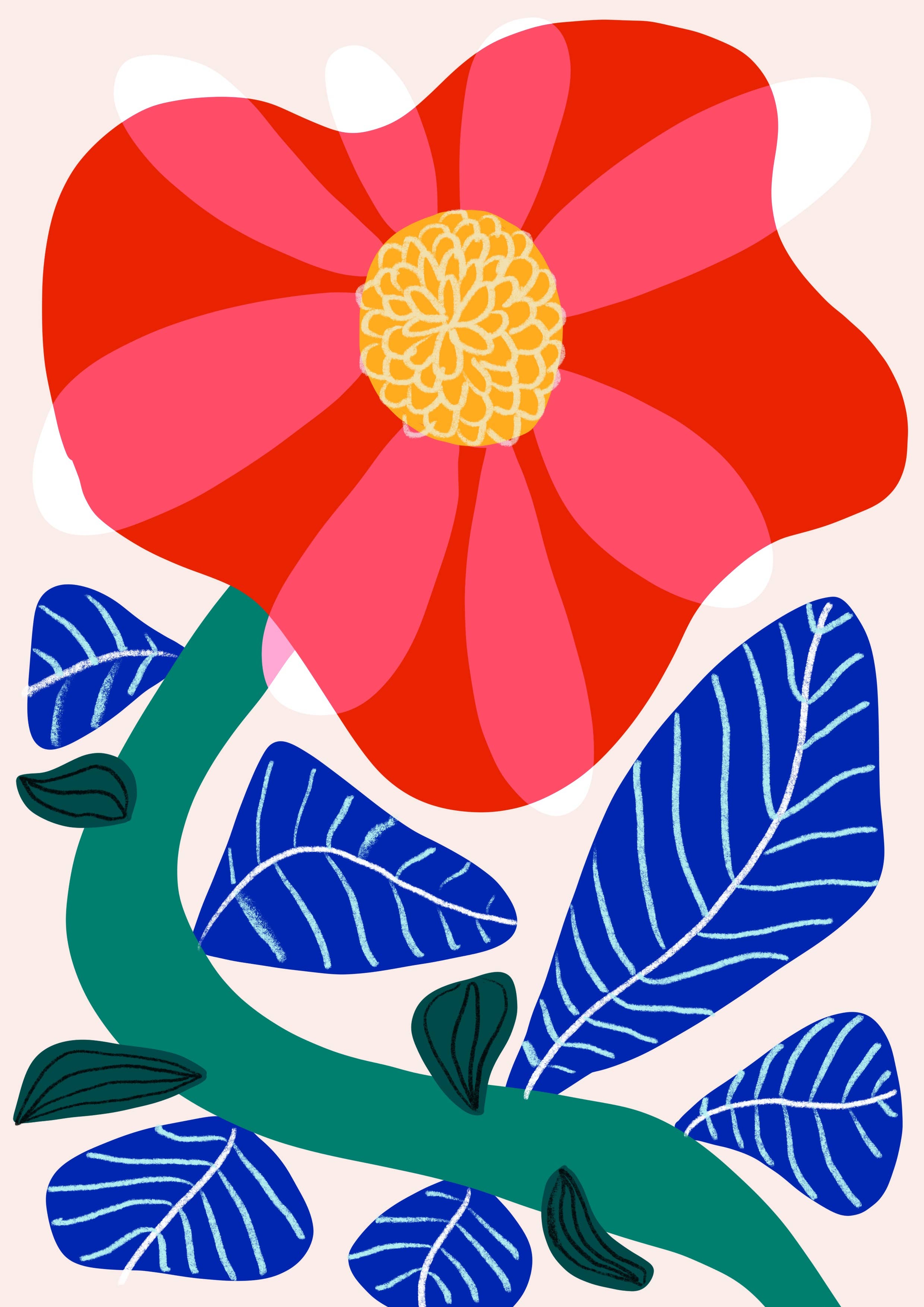 Camelia