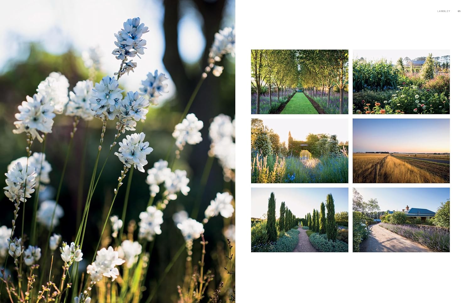 Dreamscapes : Inspiration and Beauty in Gardens Near and Far