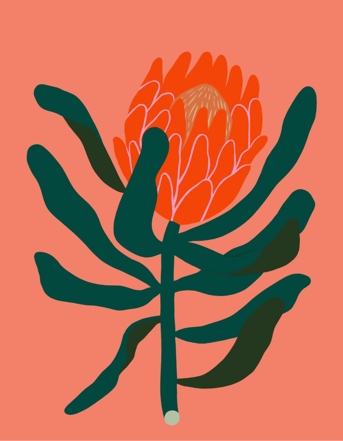 Red Protea Print